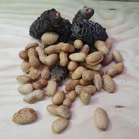 Bird nerd mixed nuts, forage mix, parrot supplies, queensland, bird supplies, nuts for birds, parrots, peanuts and almonds