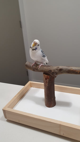 Budgie, cockatiel, conure, parrot, training perch, natural, affordable, bird shop, toys, gold coast, australia, wholesale, distributor, F10, f10, alexandrine, macaw, galah,