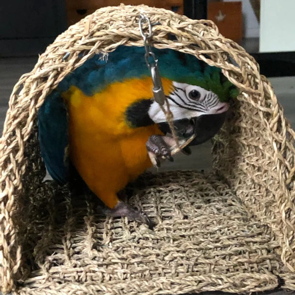 Seagrass Hammocks - All About Birds