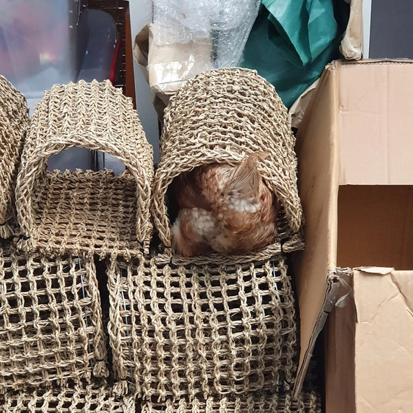 Seagrass Hammocks - All About Birds