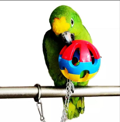All About Birds, pet shop, ashmore, gold coast, online, pets, birds, parrots, quaker, galah, conure, Indian ring neck, amazon, parrot, cockatiel, budgie, caique, therapy, happy, parrots for purpose, animal therapy, charity, giving, joy, love, inclusion, LGBTIQA, LGBTIA 