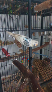 Breeders, breeding, baby birds, tropican, hand rearing, baby parrots, neocare, passwell, woombaroo, heat mats, syringes, heat lamp, infrared bulb, ceramic bulb, avi one, reptile one, feeding spoon, medication tube, vetafarm, egg and biscuit 