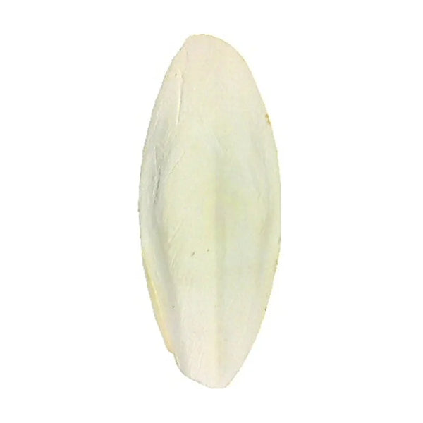 Cuttlefish