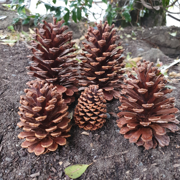 Pine cones, pinecones, foot toys, natural bird toys, parrot toys, natural parrot toys, bird accessories, parrot supplies, bird supplies, queensland avairys